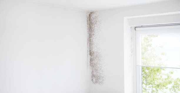 Best Forensic Mold Investigation  in Ponce Inlet, FL