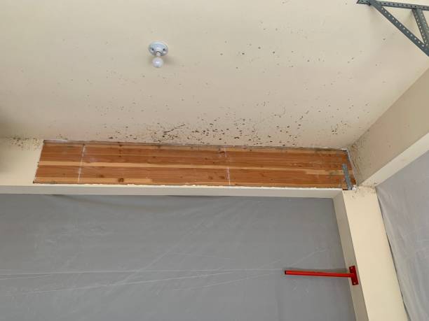 Best Industrial Mold Remediation  in Ponce Inlet, FL