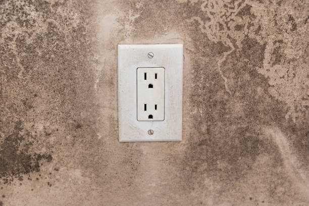  Ponce Inlet, FL Mold Removal Pros