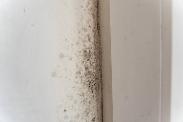 Mold Remediation for Vacation Homes in Ponce Inlet, FL