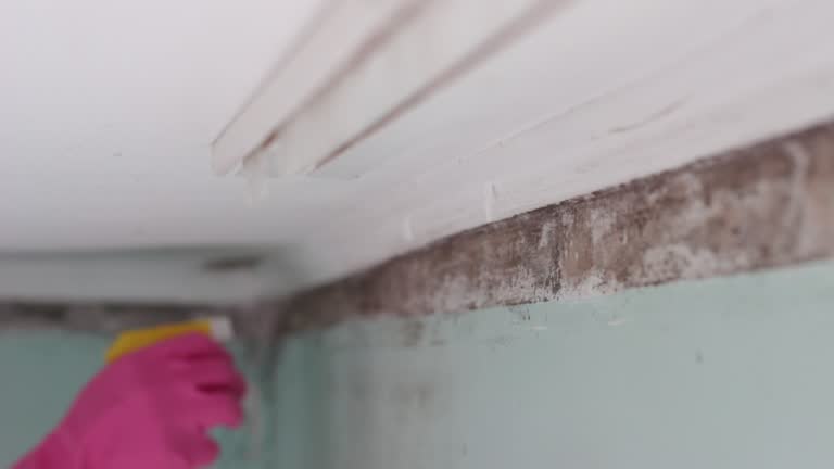 Best Mold Prevention Services  in Ponce Inlet, FL